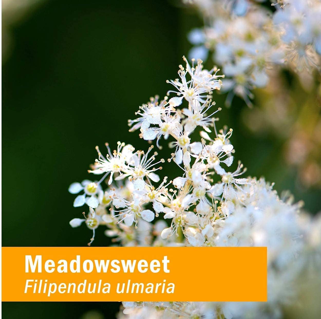 Herb Pharm Certified Organic Meadowsweet Liquid Extract for Minor Pain - 1 Ounce (DMEAD01) Herb Pharm Au supplements