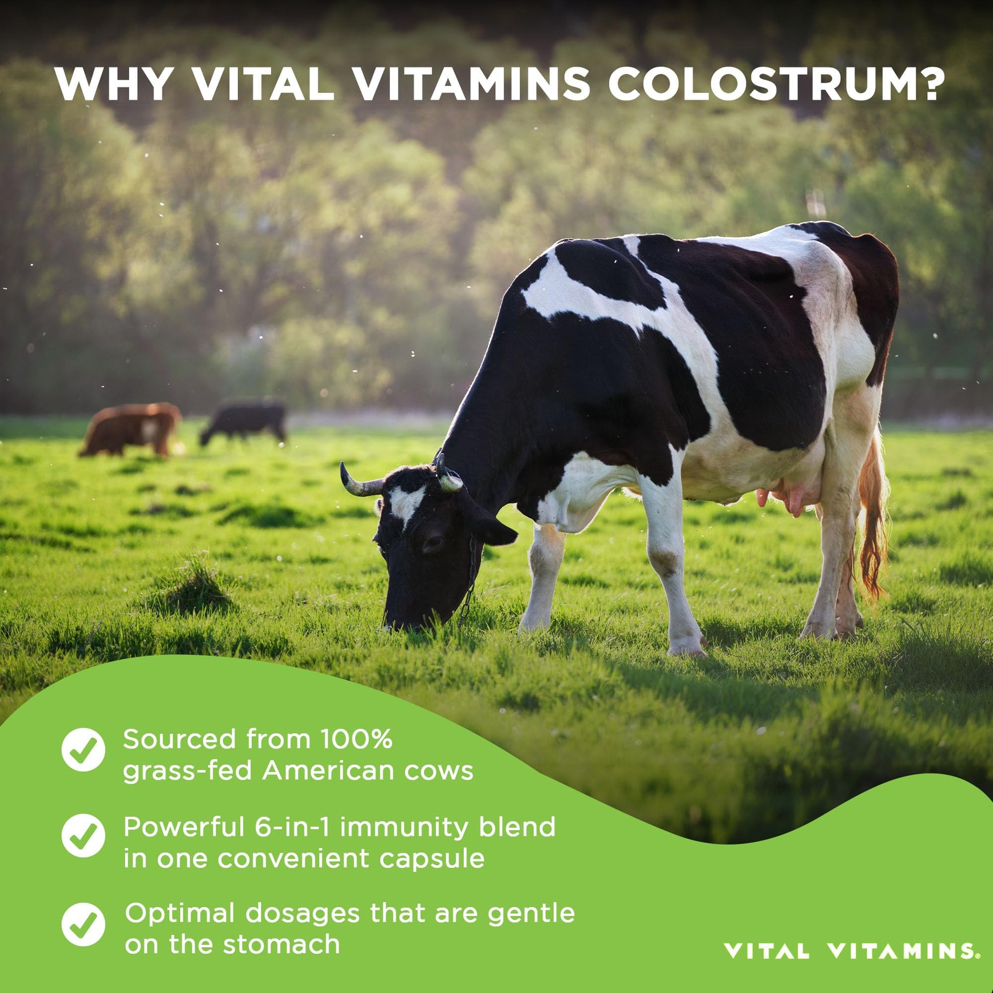 Vital Vitamins Colostrum Supplement - Vitamin C, Zinc, & Selenium - from First Milking - Standardized to Contain 10% IgG Immunoglobulins - Grass-Fed American Cows - 60 Capsules Vital Vitamins Au supplements