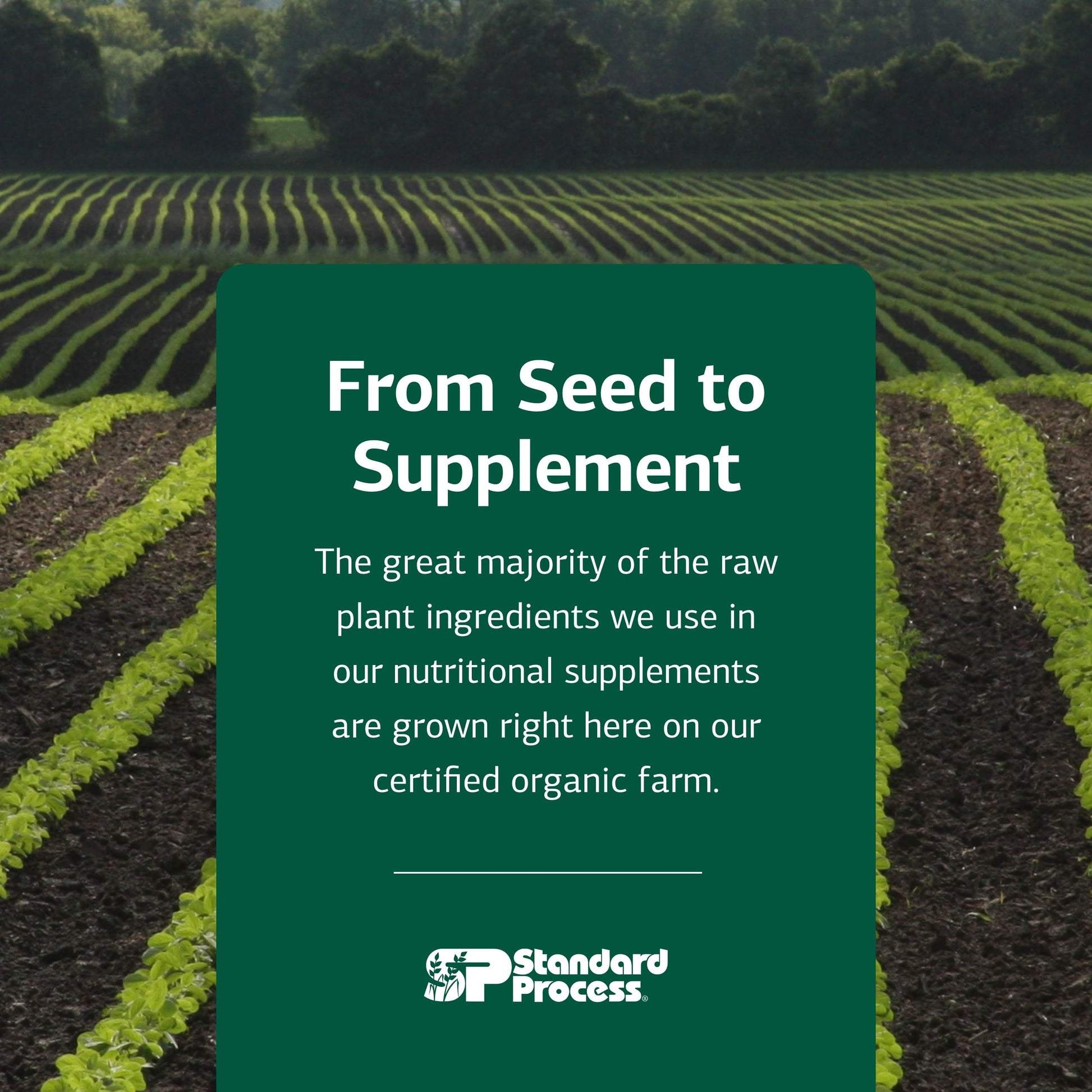 Standard Process Cataplex A - Supports Eye Health & Mucous Membranes - Supports Healthy Vision & Provides Antioxidant Vitamin A - Non-Dairy & Non-Soy - 180 Tablets Standard Process Inc. Au supplements
