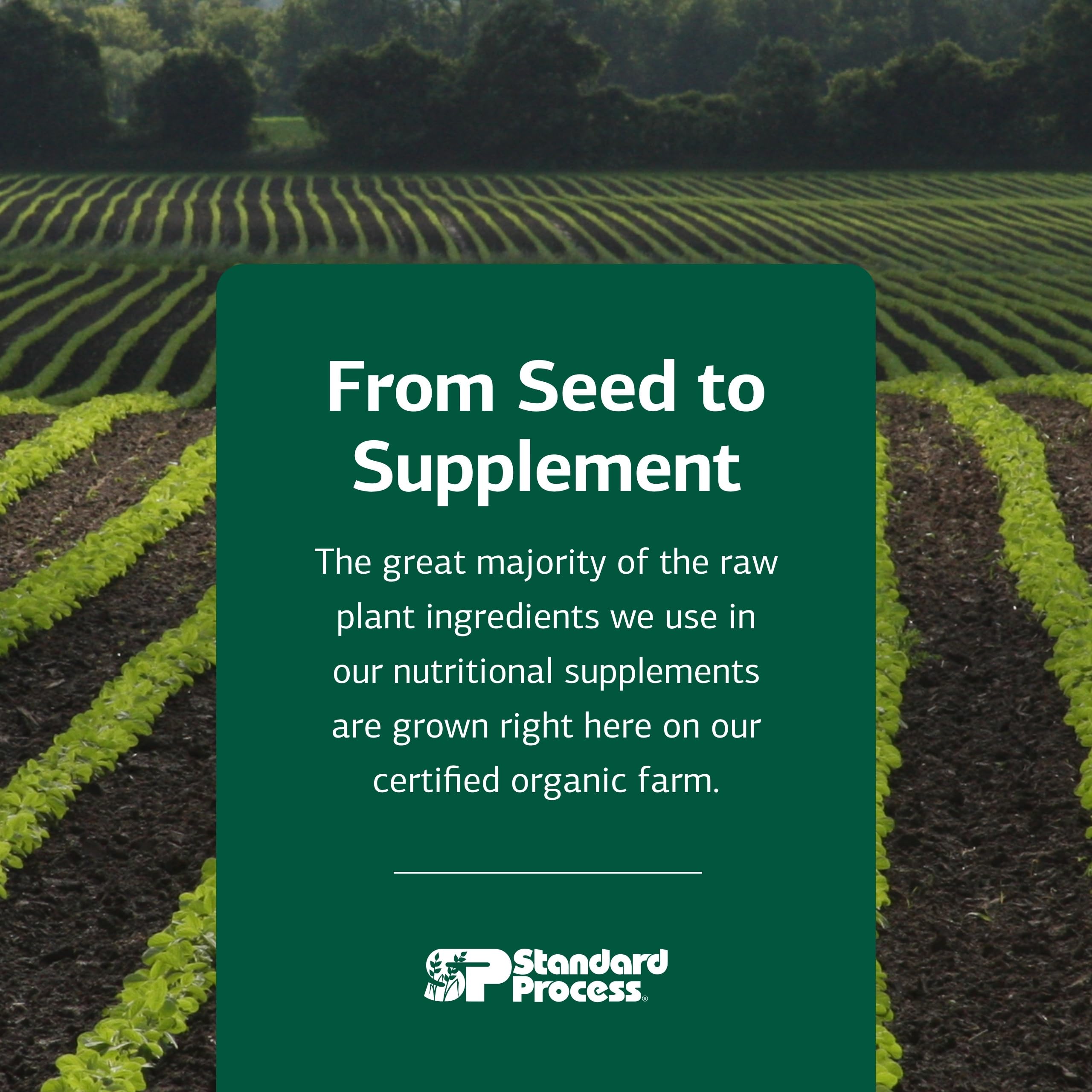 Standard Process Cataplex A - Supports Eye Health & Mucous Membranes - Supports Healthy Vision & Provides Antioxidant Vitamin A - Non-Dairy & Non-Soy - 180 Tablets Standard Process Inc. Au supplements