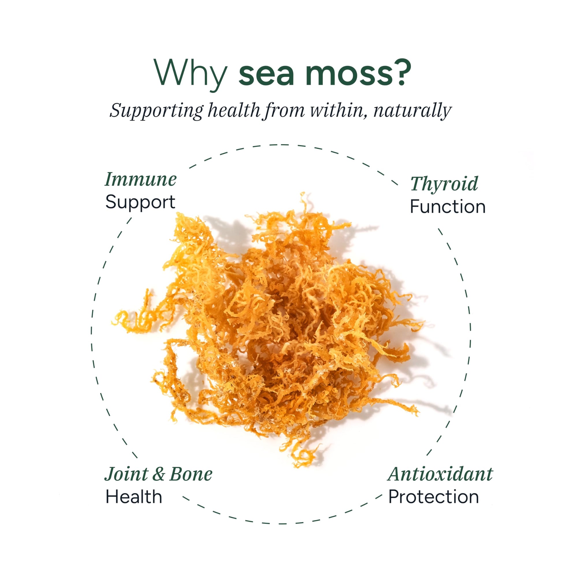 ROOT LABS Sea Moss Gummies I 92+ Minerals I Black Seed Oil I KSM 66 Ashwagandha I Lab Tested I No Added Sugar | for Men, Women I Non-GMO I 100% Natural & Organic I 1600 mg I 120 Gummy ROOT LABS Au supplements