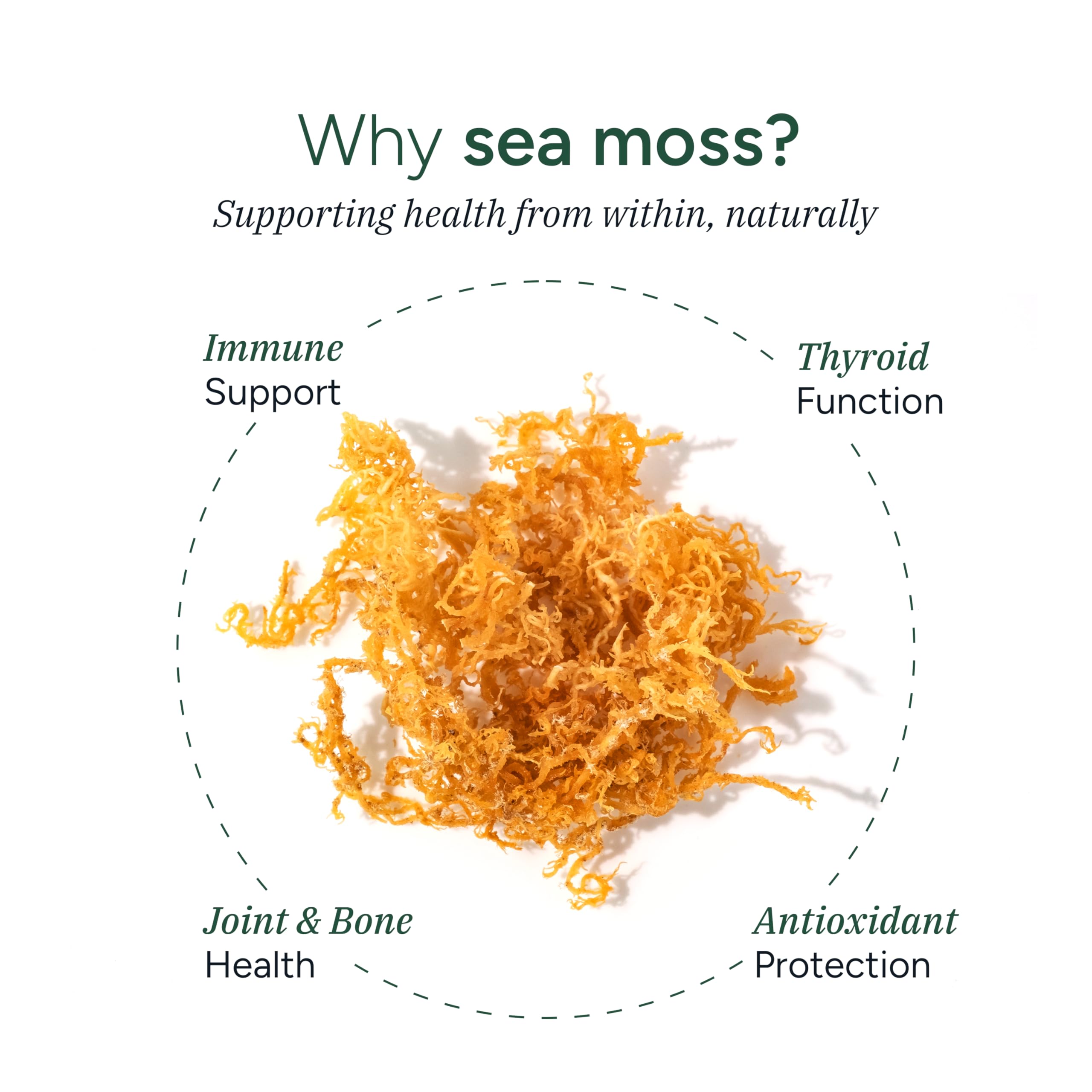 ROOT LABS Sea Moss Gummies I 92+ Minerals I Black Seed Oil I KSM 66 Ashwagandha I Lab Tested I No Added Sugar | for Men, Women I Non-GMO I 100% Natural & Organic I 1600 mg I 120 Gummy ROOT LABS Au supplements